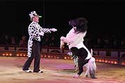 Mr. Dalmatin erfreut in der Manege (Foto: Ingrid Grossmann)